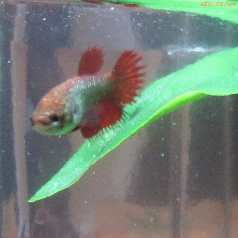 K1AE Akwaria Dekoracja roślin  – Aquarium Fish Beautiful recenzja i cena