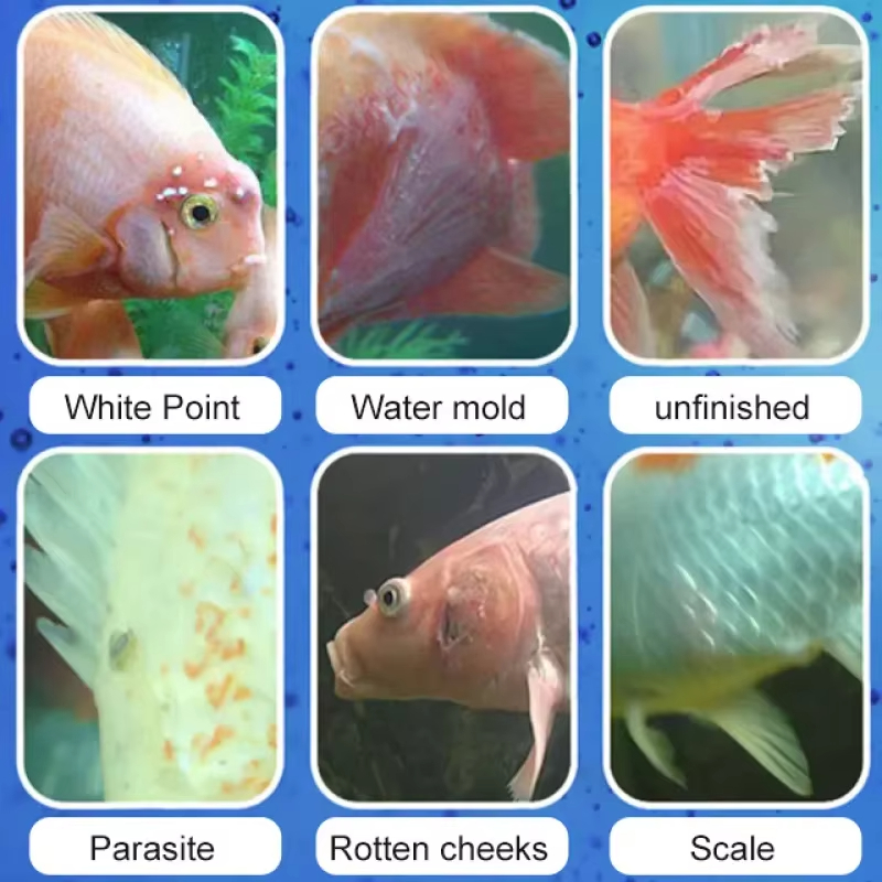 Leczenie chorób ryb SIKEZHAN i – Aquarium Fish Saltwater recenzja i cena