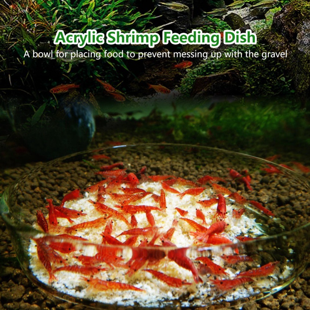Akrylowa miseczka do karmienia – Aquarium Fish Beautiful recenzja i cena