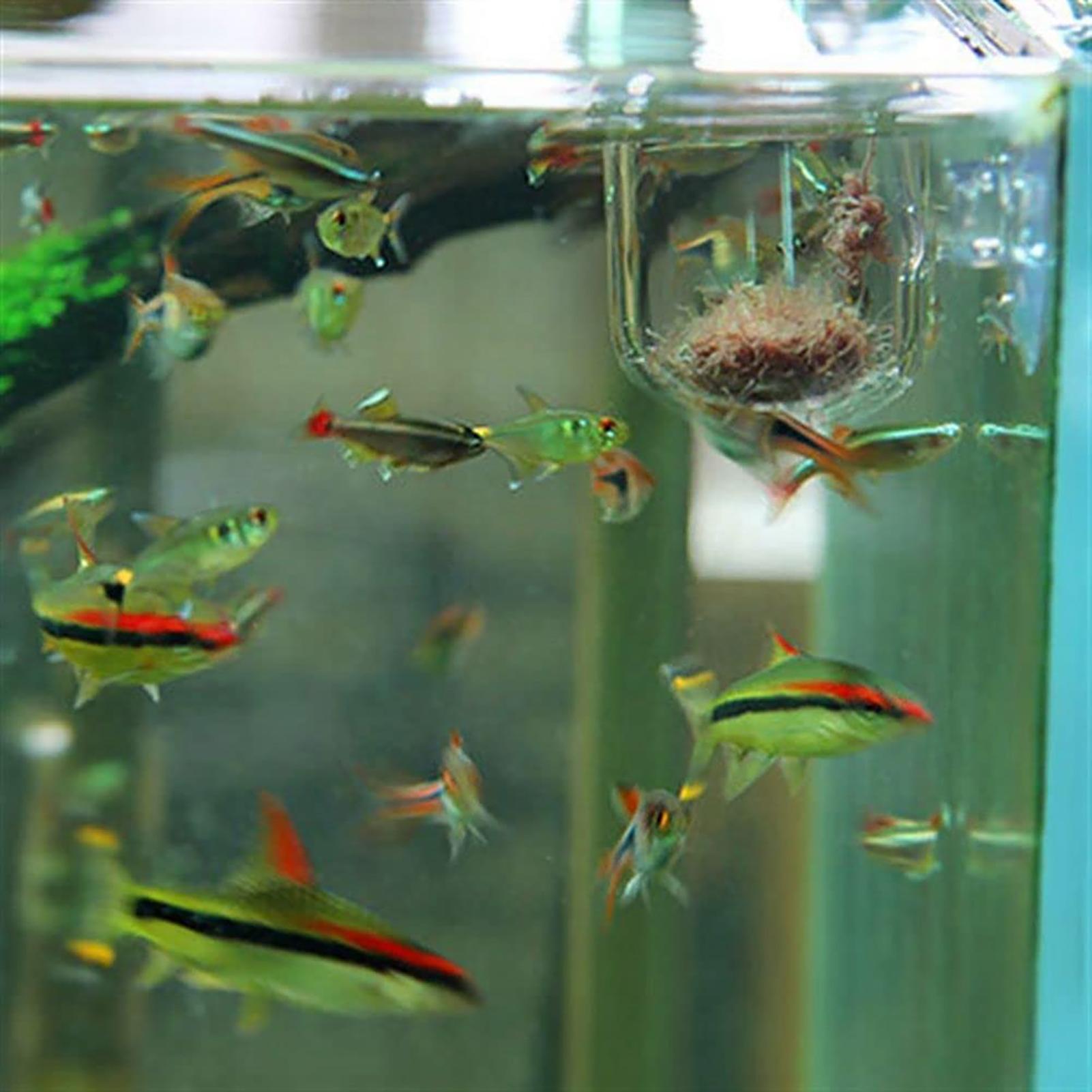 Uchwyt na rośliny do akwarium, – Aquarium Fish Beautiful recenzja i cena